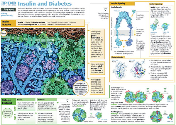 <I>The </I>Insulin and Diabetes<I> poster illustrates how structural biology has revealed the details of insulin signaling and how this knowledge is being used to create new and better treatments for diabetes.
 </I>