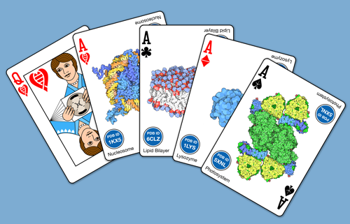 <a href="https://www.surveymonkey.com/r/65WVGB7">Enter to win a set of Structural Biology Playing Cards</a>