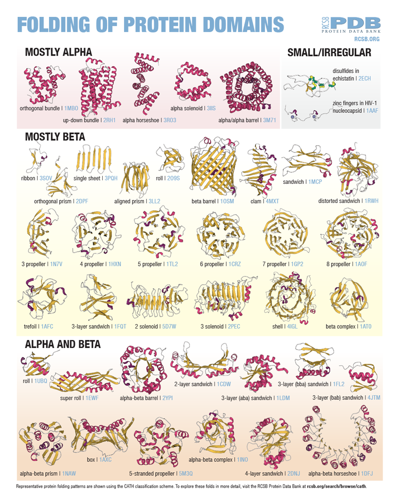 Folding of Protein Domains Poster