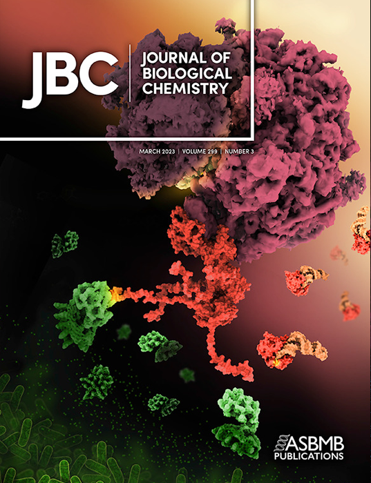Shiga Toxin2 in Complex with Ribosomal P-stalk pn the cover of the Journal of Biological Chemistry