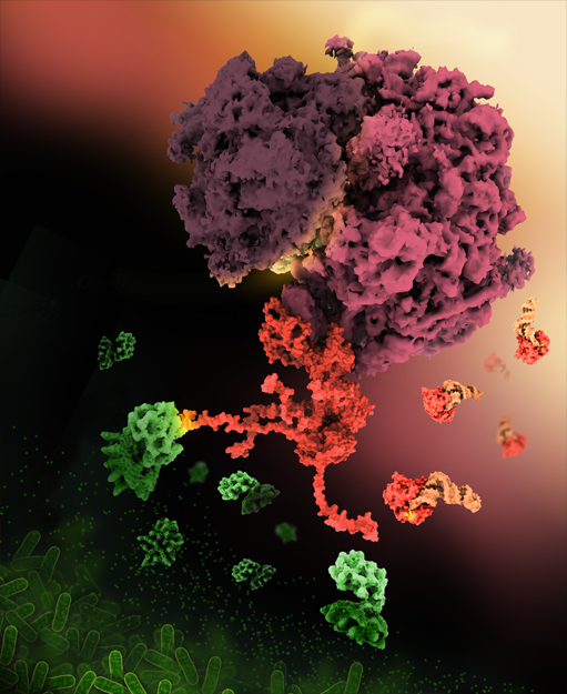 Illustration of Shiga Toxin 2 in Complex with Ribosomal P-stalk