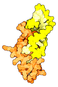 Nucleocapsid Protein