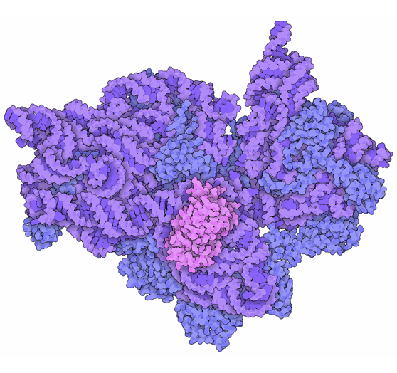 rRNA Methyltransferase
