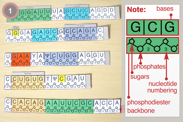 Pdb 101 Learn Paper Models