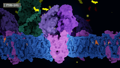Rhodopsin and transducin
