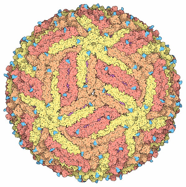virus cell model