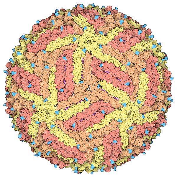 Pdb 101 Learn Paper Models Zika Virus With And Without Antibodies 0103