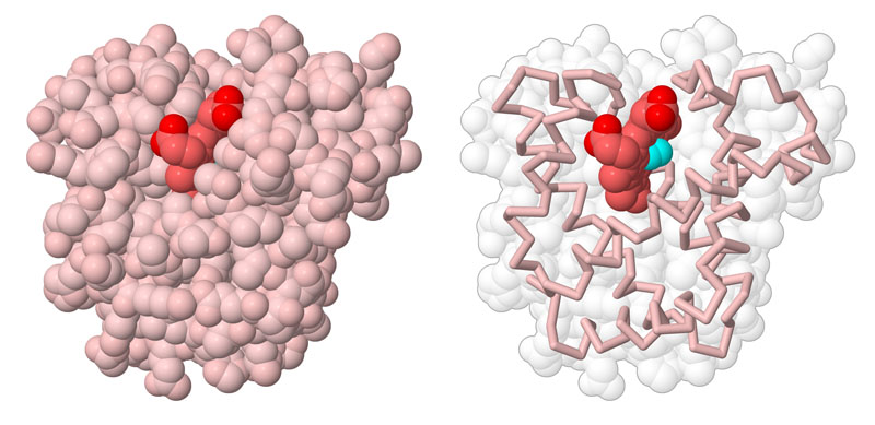 Myoglobin (pink) with oxygen (turquoise) bound to the heme (red).