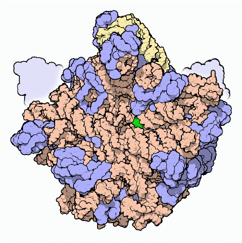 Large subunit of the ribosome, with the catalytic RNA nucleotide in green.