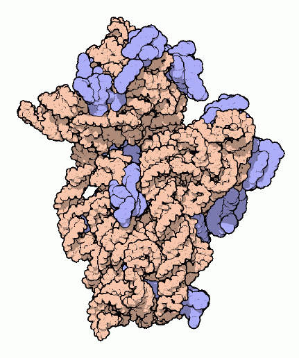 Small subunit of the ribosome.