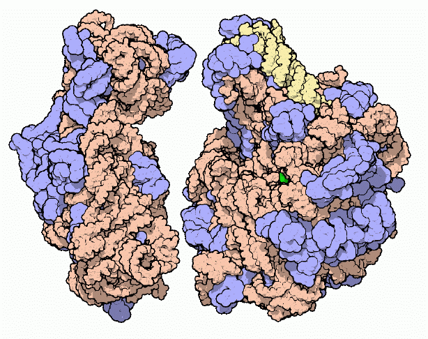 Ribosomal subunits, with RNA in orange and yellow and proteins in blue.