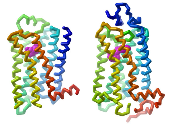 Backbone representation of adrenergic receptor (left) and rhodopsin (right).