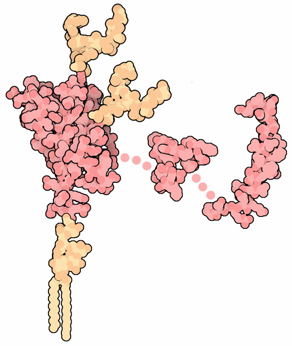 Prion protein PrP. Flexible portions of the protein that are not included in the structures are shown with dots.