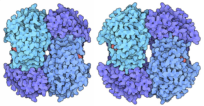 Active (left) and inactive (right) lactate dehydrogenase.