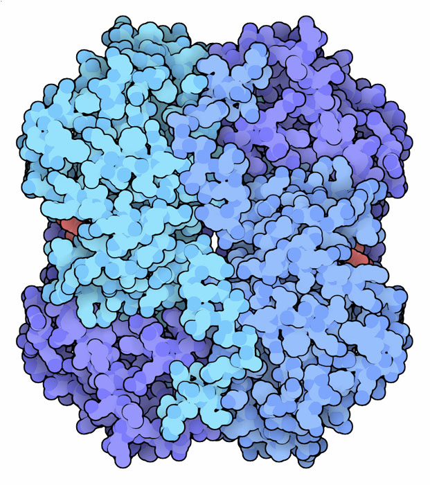 Lactate dhydrogenase, with NAD in red.