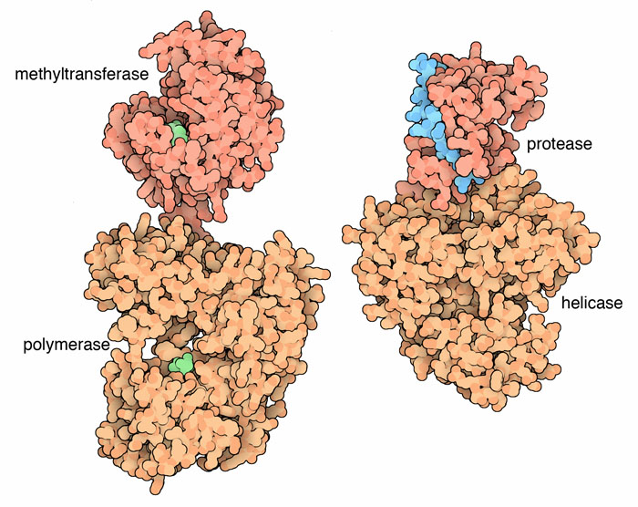 Nonstructural proteins NS5 (left) and NS3 (right).