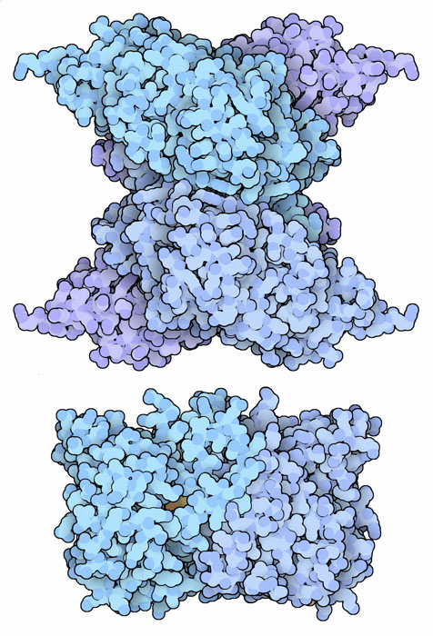 Selenocysteine synthase (top) and selenophosphate synthase (bottom).