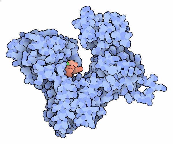 Poly(A) polymerase with ATP (red) in the active site.