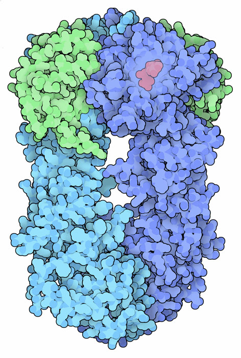 Hsp90 (blue) and cochaperone Sba1 (green), with bound ATP (red).