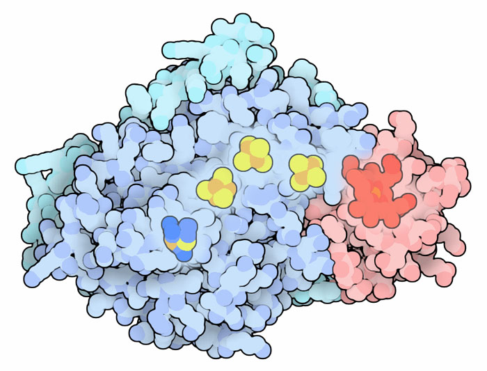 Electron transfer complex of iron-iron hydrogenase with cytochrome c553 (red).