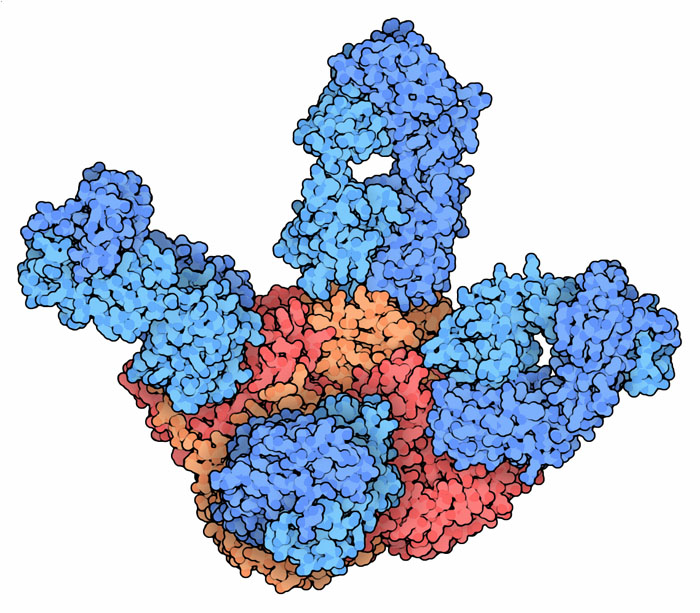 Antibody Fab fragments (blue) bound to the neuraminidase ectodomain.