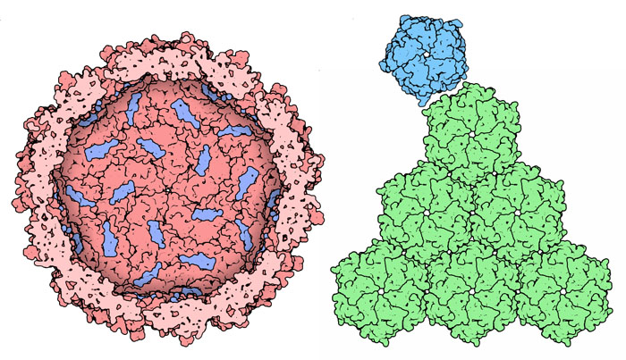 Encapsulin (left) and subunits of the carboxysome (right).