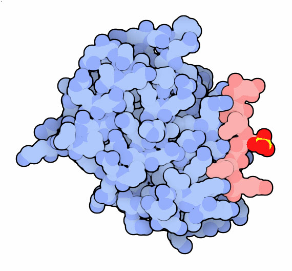 A domain of GGA1 protein bound to the cytoplasmic portion of beta-secretase.
