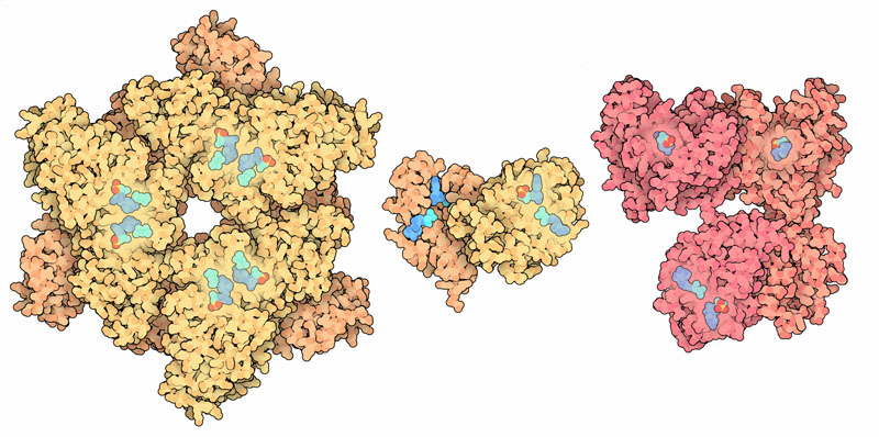 ATP sulfurase (left) and APS kinase (center) from fungi, and the human form with both enzymes together in PAPS synthetase 1 (right).