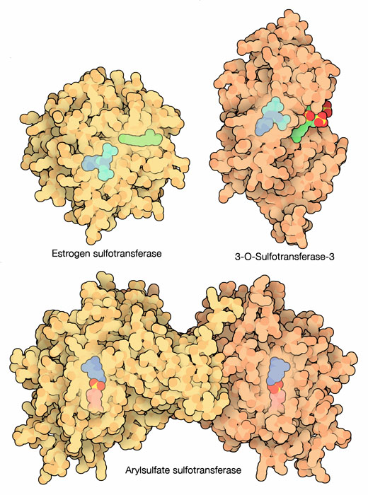Several different sulfotransferase enzymes.