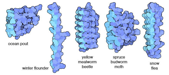 Several different antifreeze proteins, with the ice-binding portions in lighter blue.