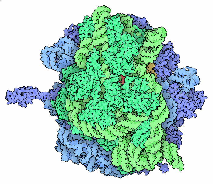 Bacterial ribosome, with the small subunit in green and the large subunit in blue.