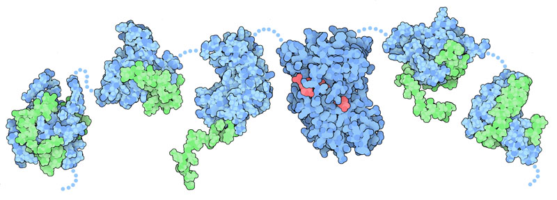 CREB-binding protein (blue) with domians from several of its binding partners (green). Flexible portions not seen in the structures are shown as dots.
