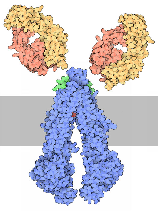 Antibody Fab fragments (yellow and orange) that bind to the extracellular portion of P-glycoprotein.
