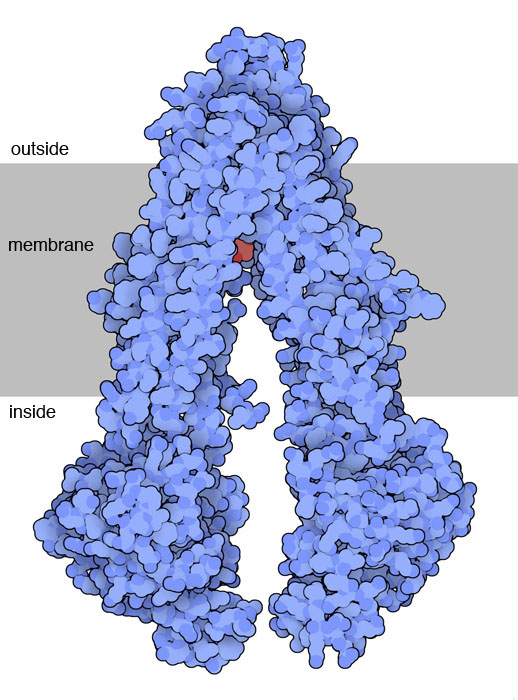 P-glycoprotein with a cyclic-peptide drug (red). The cell membrane is shown schematically in gray.