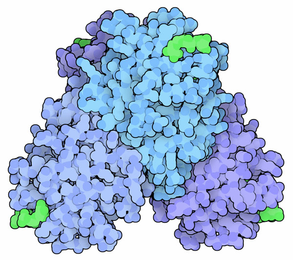 Concanavalin A, with short carbohydrate chains (green) in the four binding sites.
