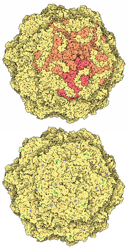 Capsids from feline panleukopenia virus (top) and canine parvovirus (bottom).