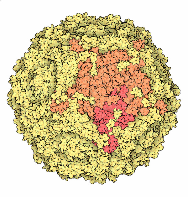 Capsid of the human parvovirus B19.