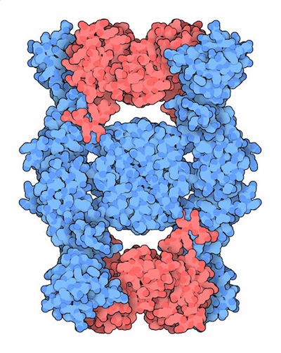 Viral interferon-gamma binding protein C4R (blue) bound to interferon gamma (red).