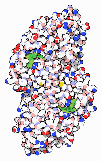 Alcohol dehydrogenase, with NAD in green.