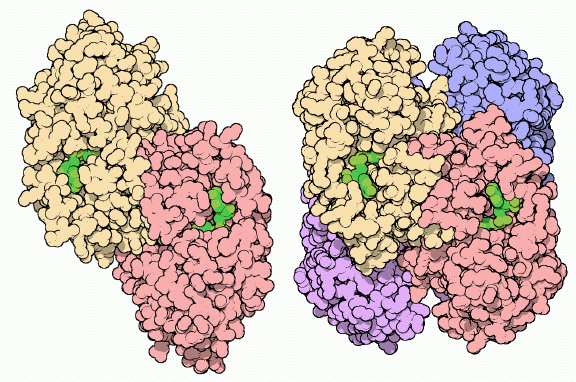 Human (left) and bacterial (right) alcohol dehydrogenase.