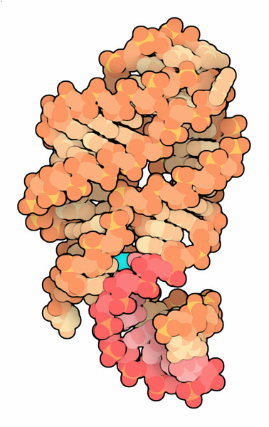Aptamer domain of a guanine riboswitch.