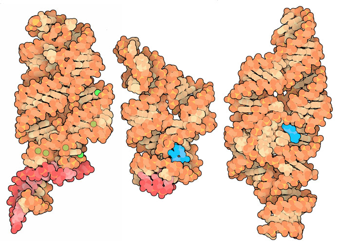 Riboswitch domains that bind to magnesium ions (left), the nucleotide c-di-GMP (center), and glucosamine-6-phosphate (right).