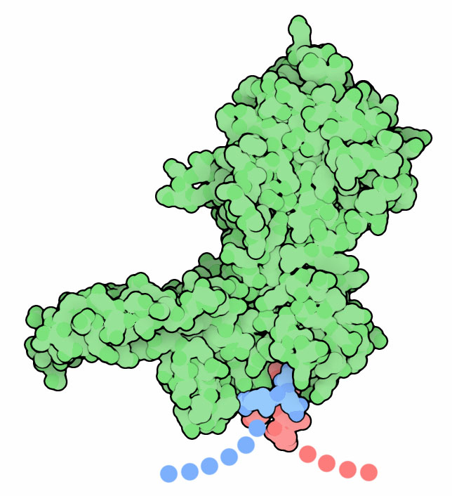 Yeast VMA1-derived homing endonuclease. The intein is shown and green, and the exteins are shown in red and blue. Only short portions of the exteins are included in the structure.