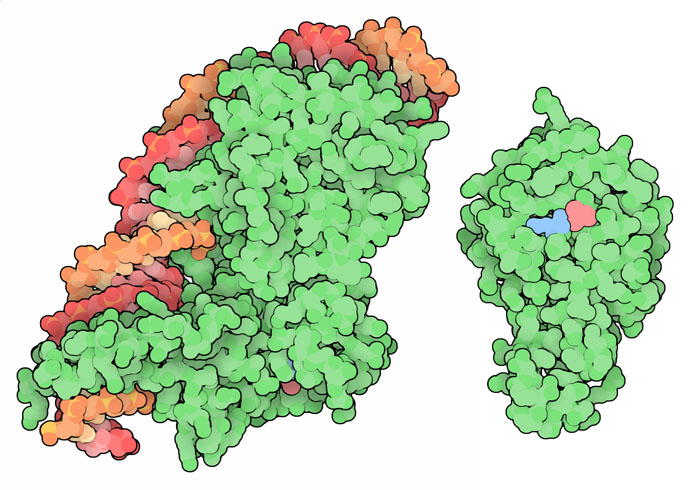 A typical homing endonuclease intein bound to DNA (left) and a mini-intein (right).