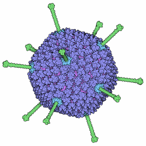 Adenovirus capsid.