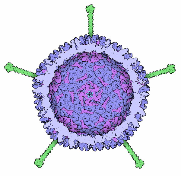 Cross-section through the adenovirus capsid.