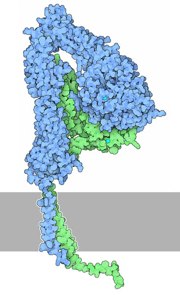 Inactive conformation of integrin. The membrane is shown schematically in gray.