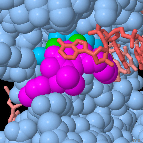 This close-up view of the integrase active site shows the binding of the anti-HIV drug raltegravir, shown in magenta. It binds to the two magnesium ions (in green). The drug also interacts with the last base of the DNA chain (red), which stacks on top of the drug.