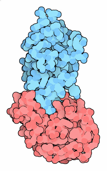 Nanobody (blue) bound to lysozyme (red).