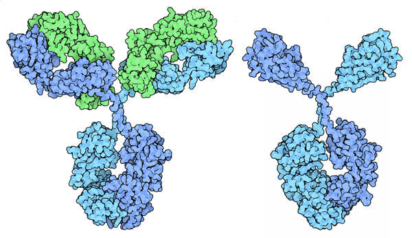 A typical antibody (left) and a smaller camel antibody (right).